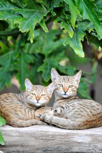 Preview wallpaper cats, couple, striped, lie