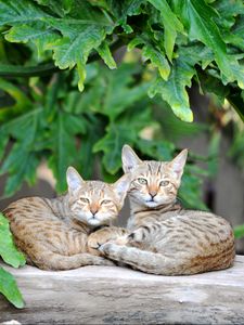 Preview wallpaper cats, couple, striped, lie