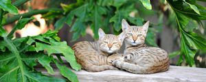 Preview wallpaper cats, couple, striped, lie