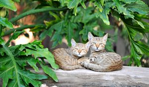 Preview wallpaper cats, couple, striped, lie