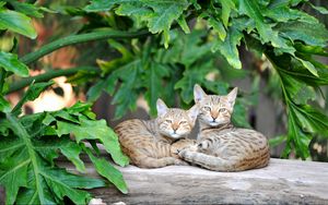 Preview wallpaper cats, couple, striped, lie