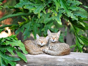 Preview wallpaper cats, couple, striped, lie