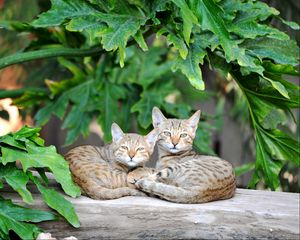 Preview wallpaper cats, couple, striped, lie