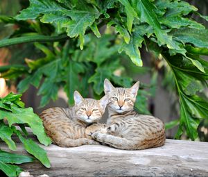 Preview wallpaper cats, couple, striped, lie