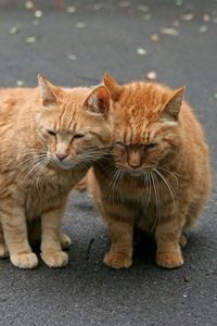 Preview wallpaper cats, couple, tenderness, care
