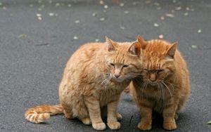 Preview wallpaper cats, couple, tenderness, care