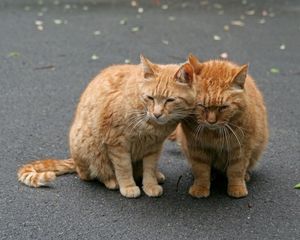 Preview wallpaper cats, couple, tenderness, care