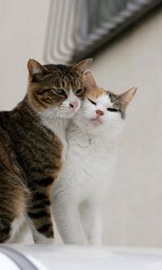 Preview wallpaper cats, couple, tenderness, love