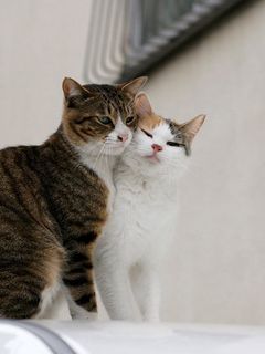 Download Cute Cartoon Cat Couple Wallpaper | Wallpapers.com
