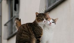 Preview wallpaper cats, couple, tenderness, love