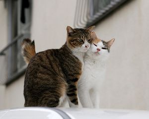 Preview wallpaper cats, couple, tenderness, love