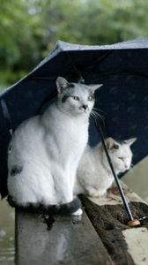 Preview wallpaper cats, couple, umbrella, spotted