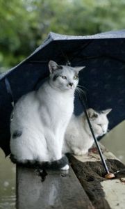 Preview wallpaper cats, couple, umbrella, spotted