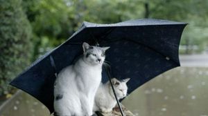 Preview wallpaper cats, couple, umbrella, spotted