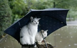 Preview wallpaper cats, couple, umbrella, spotted