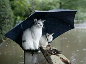 Preview wallpaper cats, couple, umbrella, spotted