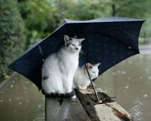 Preview wallpaper cats, couple, umbrella, spotted