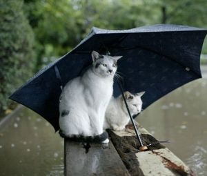 Preview wallpaper cats, couple, umbrella, spotted