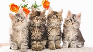 Preview wallpaper cats, fluffy, flowers