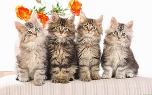 Preview wallpaper cats, fluffy, flowers