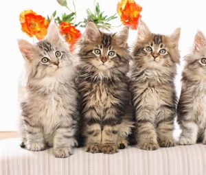 Preview wallpaper cats, fluffy, flowers