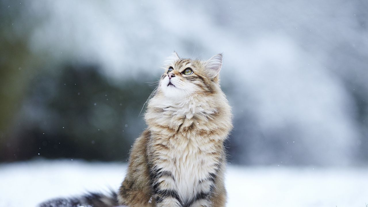 Wallpaper cats, fluffy, snow, blurring