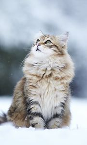 Preview wallpaper cats, fluffy, snow, blurring