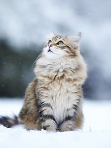 Preview wallpaper cats, fluffy, snow, blurring