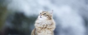 Preview wallpaper cats, fluffy, snow, blurring
