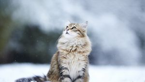 Preview wallpaper cats, fluffy, snow, blurring