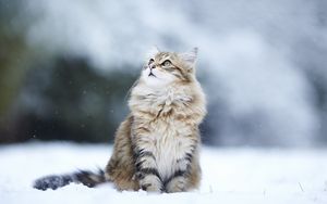 Preview wallpaper cats, fluffy, snow, blurring