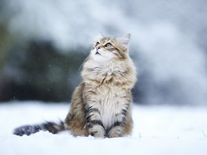 Preview wallpaper cats, fluffy, snow, blurring