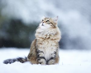 Preview wallpaper cats, fluffy, snow, blurring