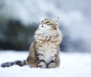 Preview wallpaper cats, fluffy, snow, blurring