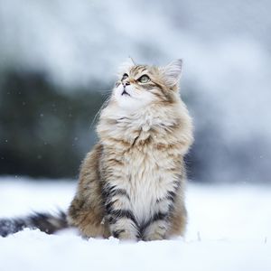 Preview wallpaper cats, fluffy, snow, blurring