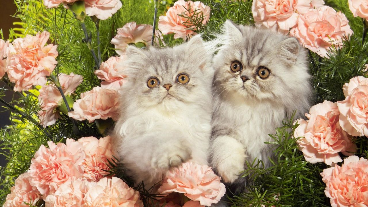 Wallpaper cats, grass, flowers, fluffy