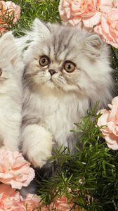Preview wallpaper cats, grass, flowers, fluffy