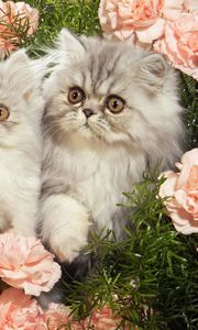 Preview wallpaper cats, grass, flowers, fluffy