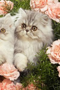 Preview wallpaper cats, grass, flowers, fluffy