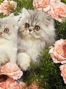 Preview wallpaper cats, grass, flowers, fluffy