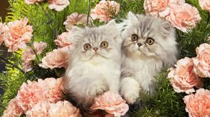 Preview wallpaper cats, grass, flowers, fluffy