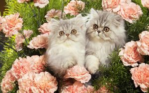 Preview wallpaper cats, grass, flowers, fluffy