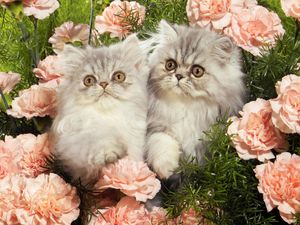 Preview wallpaper cats, grass, flowers, fluffy