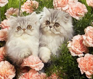 Preview wallpaper cats, grass, flowers, fluffy