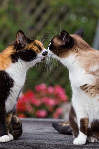 Preview wallpaper cats, kiss, tenderness