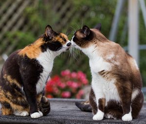 Preview wallpaper cats, kiss, tenderness