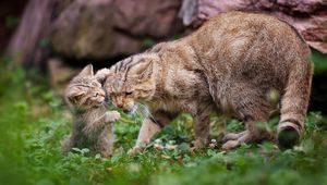 Preview wallpaper cats, kitten, cat, couple, cub, playful, caring