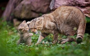 Preview wallpaper cats, kitten, cat, couple, cub, playful, caring