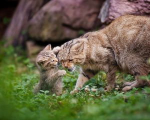 Preview wallpaper cats, kitten, cat, couple, cub, playful, caring
