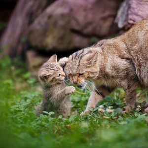 Preview wallpaper cats, kitten, cat, couple, cub, playful, caring